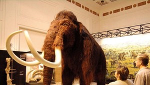 Mamut by mohol znovu behať po Zemi možno už o pár rokov