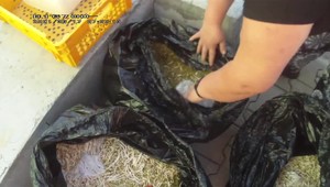 Pražskí policajti odhalili desiatky kilogramov ilegálnych mungo klíčkov. Inšpekcia varuje pred vážnymi chorobami či smrťou