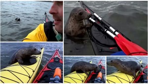 Kajakári ako taxikári? Tuleň sa vôbec nebál a pár metrov sa zviezol