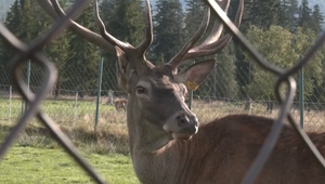 Nešťastná udalosť: Agresívny jeleň zabil seniora