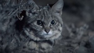 Zošalela?! Speváčka uvarila svoju mŕtvu mačku, chcela jej zabezpečiť večný život!