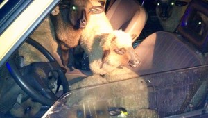 Policajná naháňačka! Vo Favorite sa viezlo 16 oviec a 4 muži