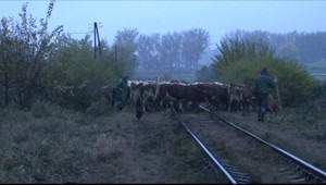 Osobný vlak sa zrazil so stádom kráv