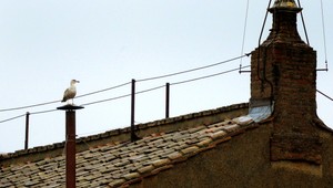 Päť minút slávy na najsledovanejšom komíne. Pre čajku