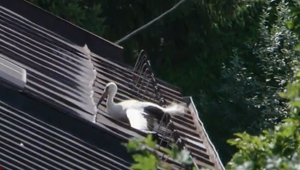 Netradičná záchranná akcia. Hasiči pomáhali uviaznutému bocianovi