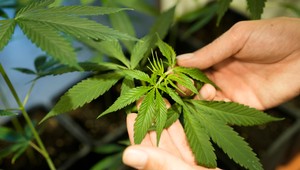 Liečebné konope budú môcť na chronickú bolesť nanovo predpísať aj praktici