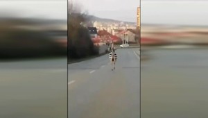 Zebra na zebre, alebo čo robil africký kopytník v nitrianskych uliciach