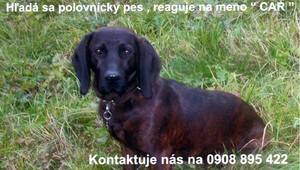 Stratil sa poľovnícky pes, oplatí sa ho hľadať!