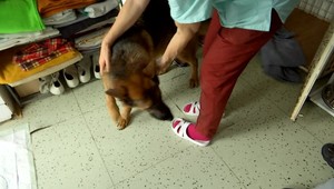 Majiteľovi otrávili dvoch psov. Jeden z nich bol vodiaci, ktorého potrebuje každý deň