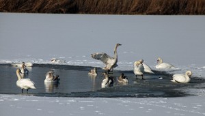 Vtáčia chrípka pri Leviciach: Vírus potvrdili u uhynutých labutí