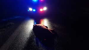 Medvedica s mladými prechádzala cez cestu, jedno z nich zabilo auto