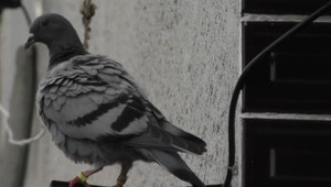 Zvierací kuriér zablúdil z Poľska až na východ Slovenska. Majitelia dvora ho začali kŕmiť