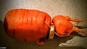 FOTO: Prsteň našiel zarastený v mrkve