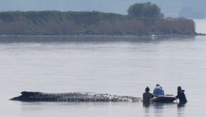 Dráma na mori má šťastný koniec: Veľryba Timmy unikla v poslednej chvíli
