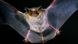 VIDEO: K seniorke sa do bytu nasťahovali desiatky netopierov