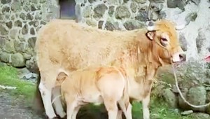 Byť krásna ako krava môže byť aj kompliment. Najmä, ak ide o Miss kravu