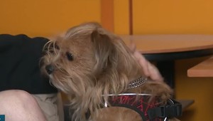 VIDEO: Štvornohý terapeut pomáha pacientom na psychiatrickom oddelení