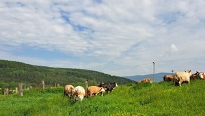 Roľnícke družstvo Kriváň prijalo opatrenia:  Do areálu pustia iba auto, ktoré chodieva po mlieko