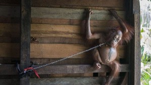 Zachránil orangutanie mláďa, aby ho potom držal na reťazi