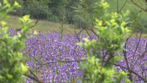 Pre krásu ničia krásu. Trhanie vzácnych kosatcov je trestné, varujú ochranári