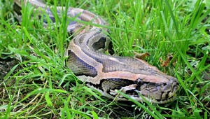 Po záhrade sa im plazil veľhad kráľovský