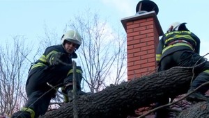 Zničil vám padnutý strom majetok? Zistite, či máte nárok na odškodné