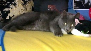 V Záhorskej Bystrici sa stratil sivý kocúrik, pomôžte ho nájsť