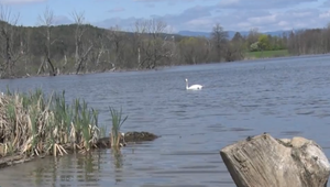 Obnovujú mokrade: Na ich oživenie vyhlásili zbierku