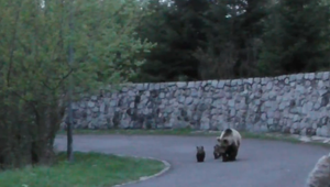 Štáb TV JOJ zachytil prechádzku medvedice s mláďatami v uliciach Tatier. Čo v takom prípade robiť?