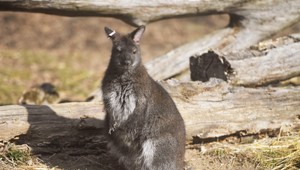 Kengura na lyžovačke? Slovenka tento moment zachytila na kameru