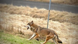 Na diaľnici D1 sa vyskytuje vlk, polícia žiada zvýšiť opatrnosť