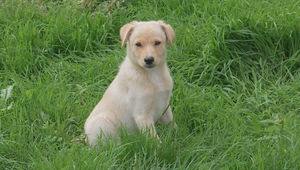 Nekontrolované rozmnožovanie: Susedia majiteľa s 25 psami bojujú s hlukom a zápachom