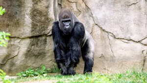 Opičie kiahne už v Európe: prenos na Slovensko je podľa odborníčky možný!