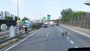 Po obchvate v Bratislave behal cap, polícia odstavila dopravu