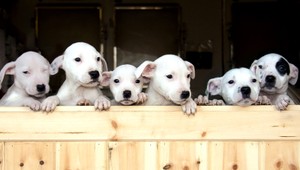 Nový biznis. Za pašovanie šteniatka aj 900 €