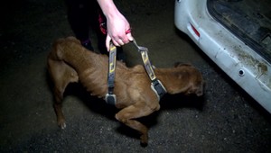 Záchrana v poslednej chvíli. Psov našli bez jedla a pitia v zúboženom stave