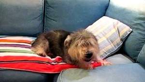 VIDEO. Psíka rozdráždilo čierne korenie...