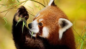 VIDEO. Panda vážne konkuruje svetovým gymnastom