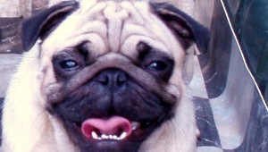 Hľadá sa mopslík Elka, nálezcu čaká odmena!