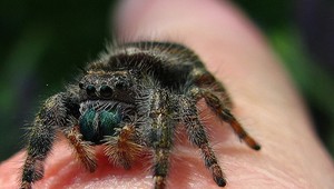 Naháčovi pavúk pohrýzol penis