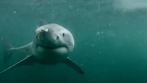 Žralok sa omylom zahryzol do plavca