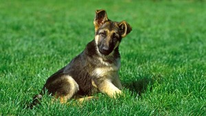 Šialenec (27)! Šteniatko zabil v umývačke riadu