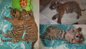 V rakúskej ZOO zahynuli tigríčatá. Polícia ich odobrala Slovenke, ktorá ich mala priviesť do zahraničia k veterinárovi