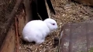 Z Fukušimy sa stal strašiak! Narodil sa tam zajko bez uší