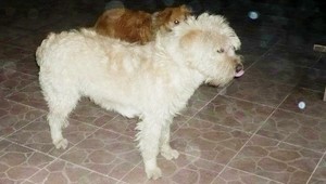 Pomôžte nám nájsť psíka Bena z Kútov!