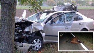 Mladík (28) zrazil koňa. Po prevoze do nemocnice zomrel