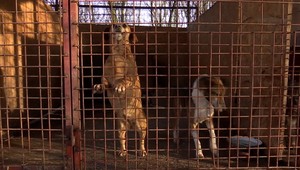 Pre psíky je silvestrovská noc hororom, konštatuje riaditeľka útulku