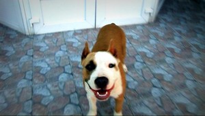 Ukradli psa za tisíce eur. Majitelia ho našli v osade