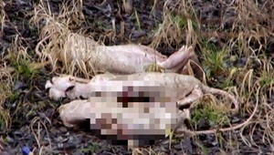 VIDEO: Šteniatka zaživa postrieľali a hodili do rieky!