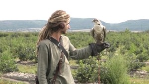 VIDEO: Na Záhorí chránia čučoriedky dravce, oberať ich musia chodiť brigádnici z východu